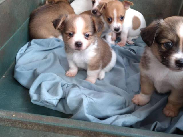 6 Rat Terrier Chihuahua puppies for Sale Honolulu - Puppies for Sale ...