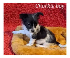 9 weeks old Chorkie puppies for sale