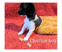 9 weeks old Chorkie puppies for sale