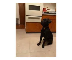 Gorgeous 8 month old female cane corso puppy for sale - 3