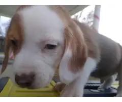 AKC Beagle Puppies - 6