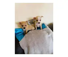 Teacup Chihuahua puppies - 4