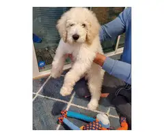 Adorable male 10 weeks Goldendoodle puppy - 2