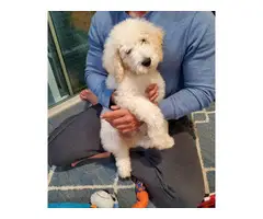 Adorable male 10 weeks Goldendoodle puppy - 3