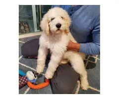 Adorable male 10 weeks Goldendoodle puppy - 4