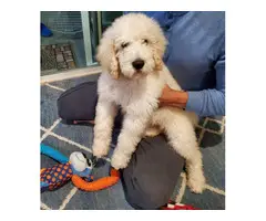 Adorable male 10 weeks Goldendoodle puppy - 5