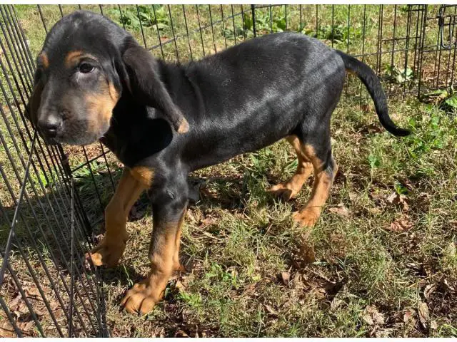 10 weeks Bloodhound Puppy - 1/5