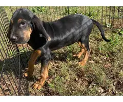10 weeks Bloodhound Puppy - 1