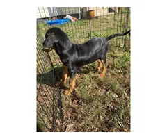 10 weeks Bloodhound Puppy - 2