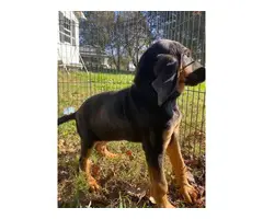 10 weeks Bloodhound Puppy - 3