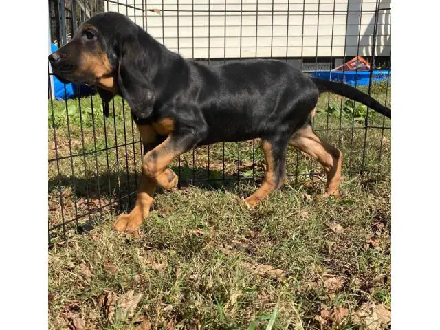 10 weeks Bloodhound Puppy - 4/5