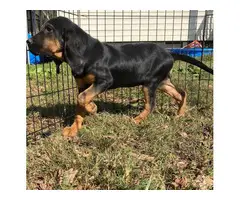 10 weeks Bloodhound Puppy - 4
