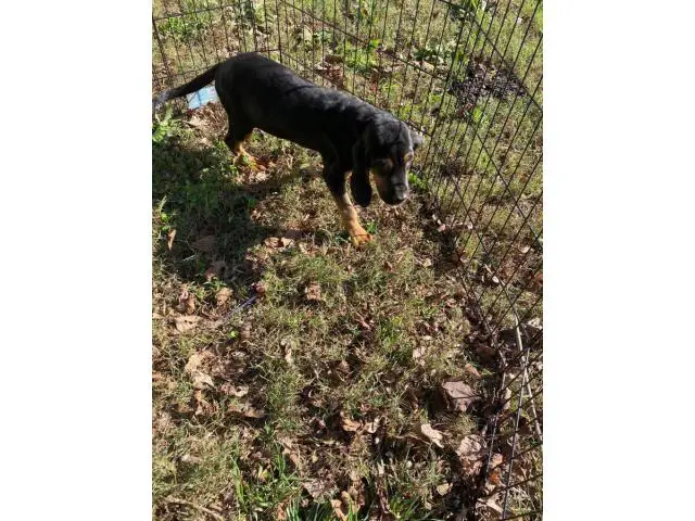 10 weeks Bloodhound Puppy - 5/5
