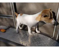 2 males and 2 females purebred Jack Russell Terrier puppies - 7