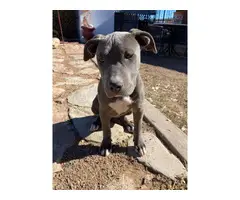 Blue pit puppy needing new home