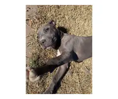 Blue pit puppy needing new home - 3