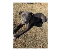 Blue pit puppy needing new home - 4