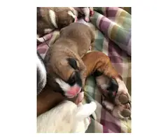 6 Boxer Puppies Available