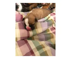 6 Boxer Puppies Available