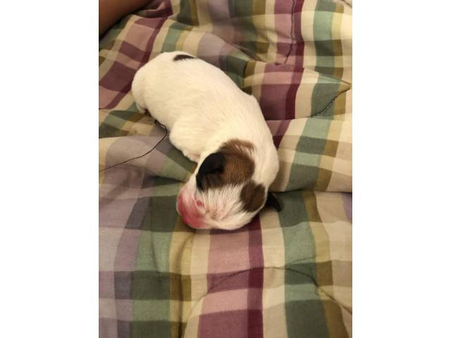 6 Boxer Puppies Available in Ocoee, Florida - Puppies for ...