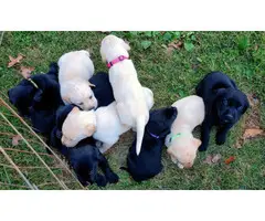 5 Black and 4 yellow AKC lab puppies