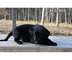 5 Black and 4 yellow AKC lab puppies - 4