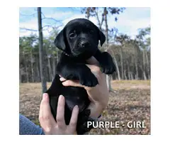 5 Black and 4 yellow AKC lab puppies - 5