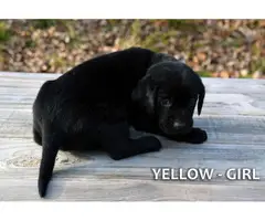 5 Black and 4 yellow AKC lab puppies - 6