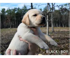 5 Black and 4 yellow AKC lab puppies - 8