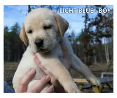 5 Black and 4 yellow AKC lab puppies - 10