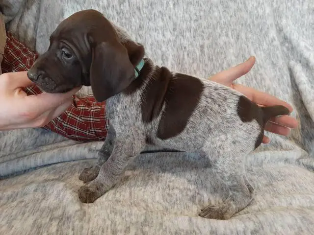 One AKC GSP puppy for sale - 1/4