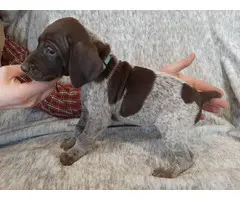 One AKC GSP puppy for sale