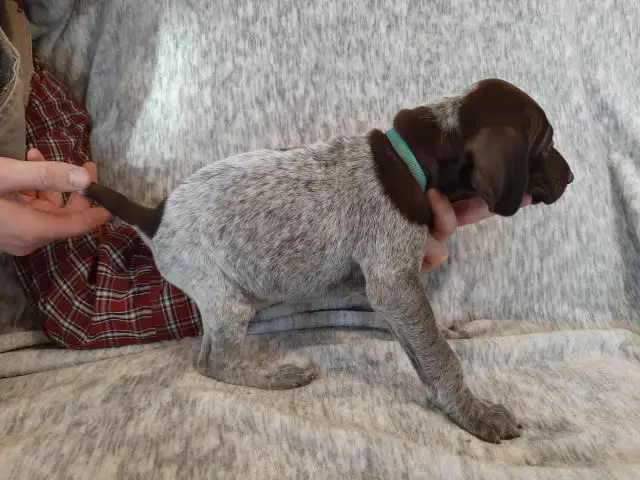 One AKC GSP puppy for sale - 2/4