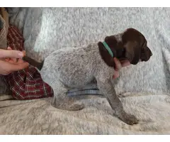 One AKC GSP puppy for sale - 2