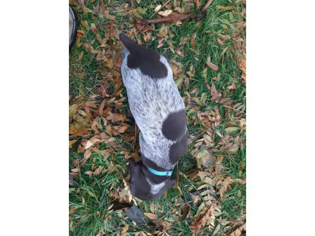 One AKC GSP puppy for sale - 3/4