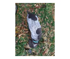 One AKC GSP puppy for sale - 3