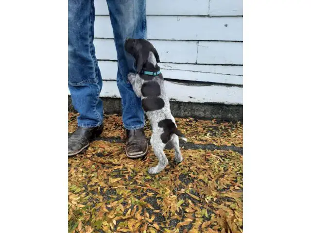 One AKC GSP puppy for sale - 4/4