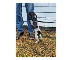 One AKC GSP puppy for sale - 4