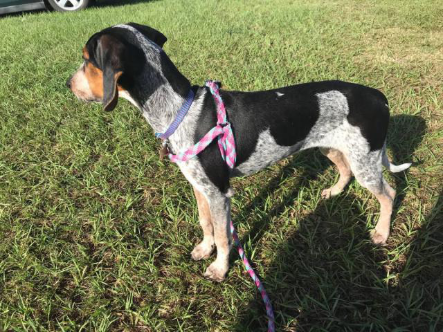 Beautiful Bluetick Coonhound puppy Orlando - Puppies for Sale Near Me