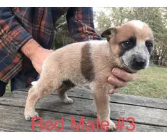 Two males red heeler pups