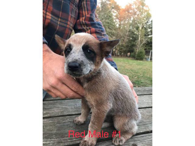 Two males red heeler pups Chattanooga Puppies for Sale