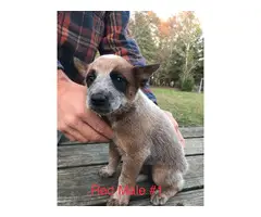 Two males red heeler pups - 2