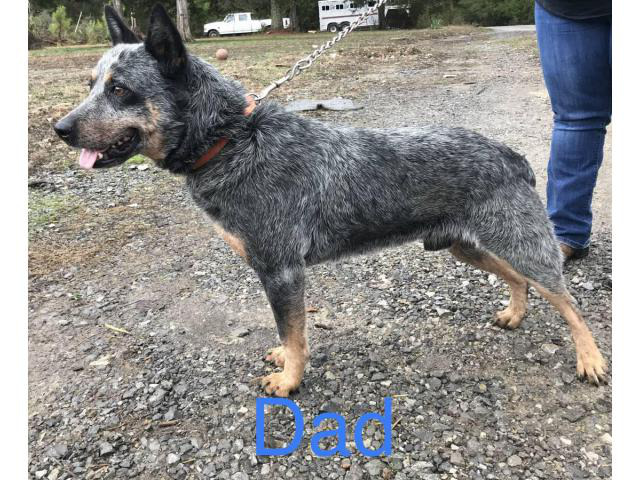 Two males red heeler pups in Chattanooga, Tennessee