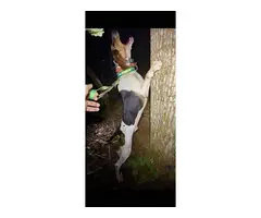 Treeing walker coonhound with papers - 3