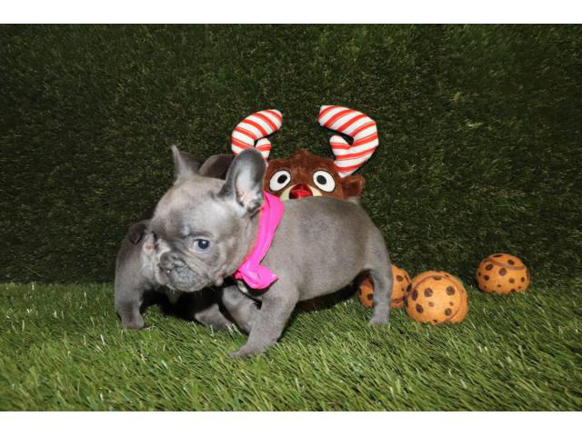 Full AKC French Bulldogs in Los Angeles, California ...