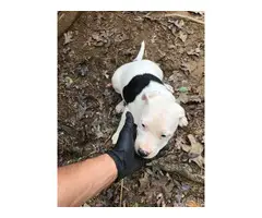 3 American Pitbull Puppies rehoming - 1