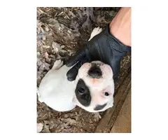 3 American Pitbull Puppies rehoming - 2