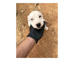 3 American Pitbull Puppies rehoming - 4
