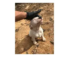 3 American Pitbull Puppies rehoming - 6