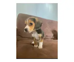Three beagle puppies for sale